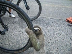 I'm constantly amazed by what you can find on the Internet, but who would have though "sloths on bikes" would return so many hits!