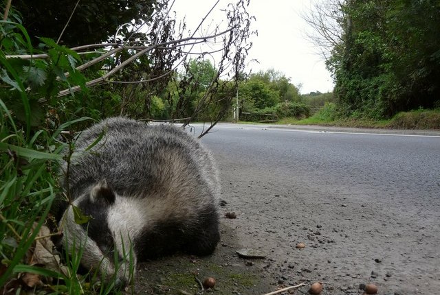 Bodgered Badgers and British Buses